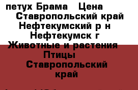 петух Брама › Цена ­ 1 000 - Ставропольский край, Нефтекумский р-н, Нефтекумск г. Животные и растения » Птицы   . Ставропольский край